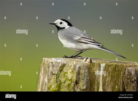 Pied Wagtail Motacilla Alba Sitting On Lookout Germany North Rhine