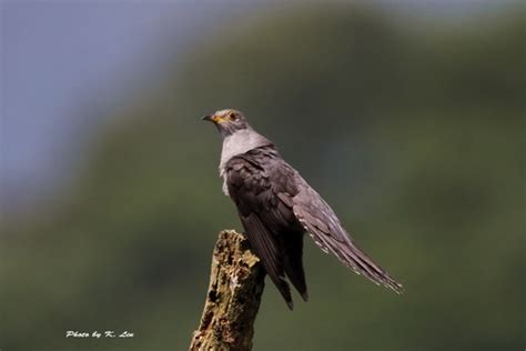 Typical Cuckoos (Genus Cuculus) · iNaturalist