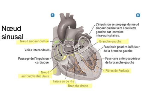 Syst Circulatoire Flashcards Quizlet