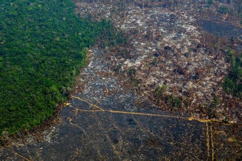 Mato Grosso é o 2 que mais desmata na Amazônia Dia a Dia Gazeta MT