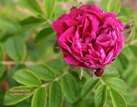 Plantfiles Pictures Hybrid Rugosa Rose Roseraie De L Hay Rosa By