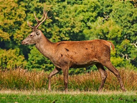 Wild Red Deer Stag Olwyn McEwen Flickr