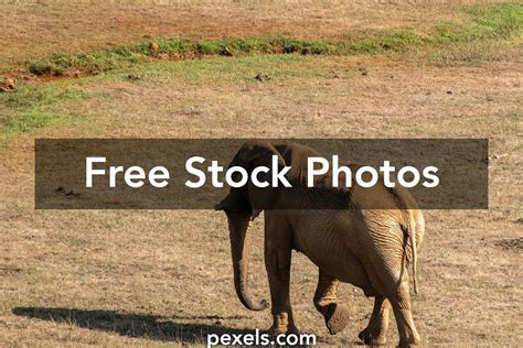 Big Five Photos, Download The BEST Free Big Five Stock Photos & HD Images