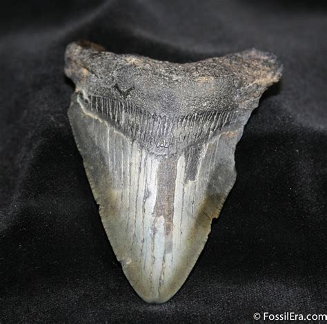 Megalodon Tooth For Sale Fossilera