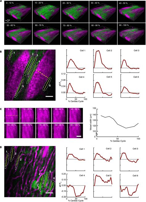 Frontiers In Vivo Calcium Imaging Of Cardiomyocytes In The Beating