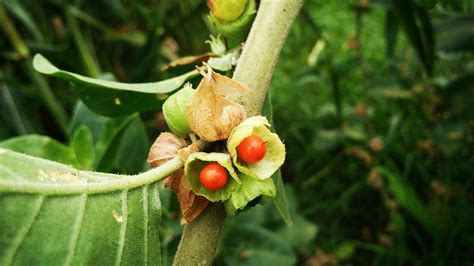 Ashwagandha Benefits Uses And Recipes