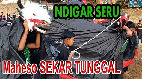 Bantengan Remaja Maheso Sekar Tunggal Kirab Bantengan Tulus Ayu