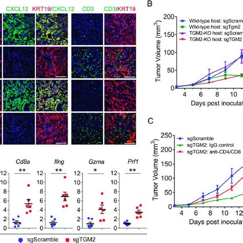 The Immunological Responses Of Tumors Formed With Krt Edited Mouse