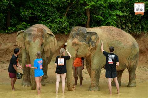 Von Phuket Aus Ethischer Elefanten Trek Und Interaktive Tour