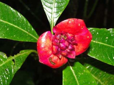 Lista De Verificaci N De Holywell Naturalista Colombia