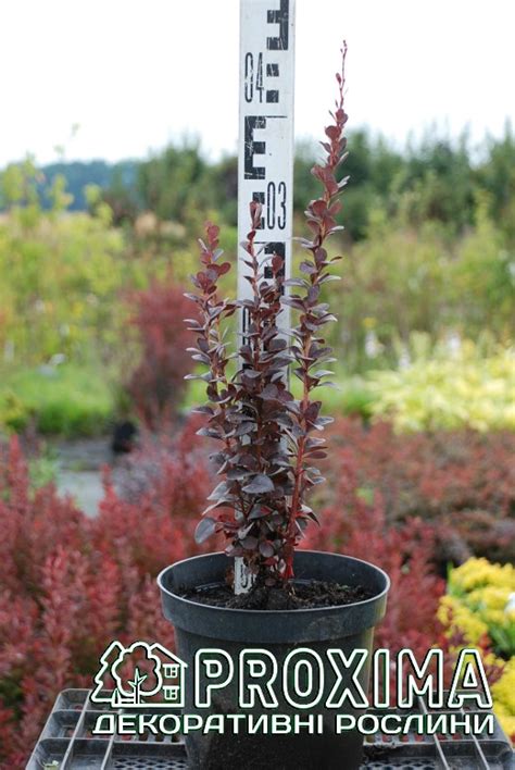 Барбарис Тунберга Хелмонд Піллар, Berberis thunbergii Helmond Pillar ...