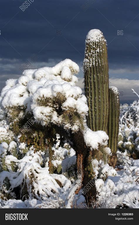 Cactus Snow Image & Photo (Free Trial) | Bigstock