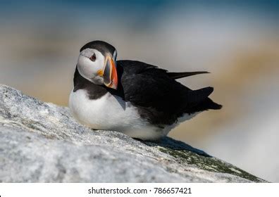 Atlantic Puffin On Machias Seal Island Stock Photo 786657421 Shutterstock