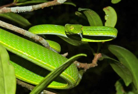 Oriental Vine Snake Ahaetulla Prasina Tapah Hills Perak Flickr