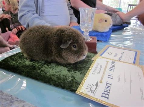 Sunshine Coast Guinea Pig Show