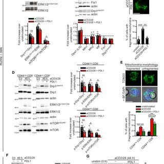 Pd Signaling Downregulates Drp Dependent Mitochondrial Fragmentation