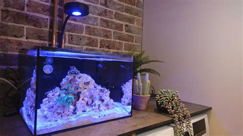 Youtube S Reef Dork Studio Nano Reef Aquarium Reef Casa