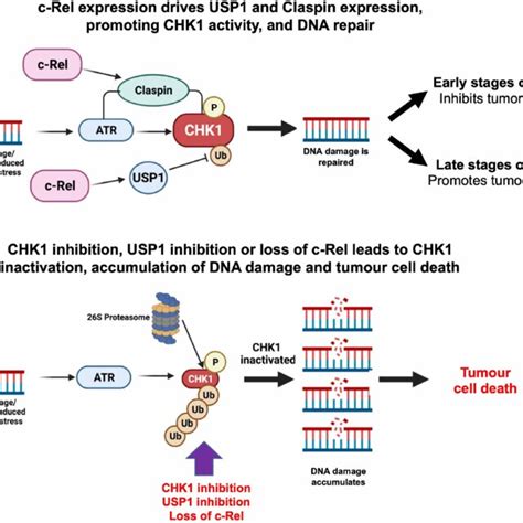 Model Summarising The Pathway Linking C Rel Usp And Chk In Cancer