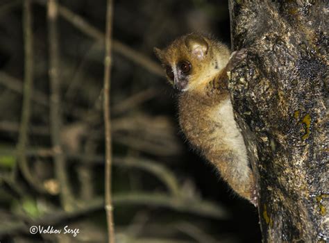 Brown Mouse Lemur Microcebus Rufus B Flickr