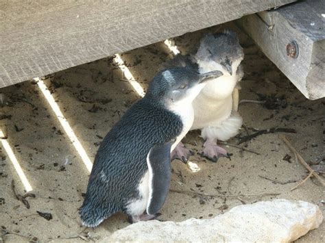 Penguin island, Australia