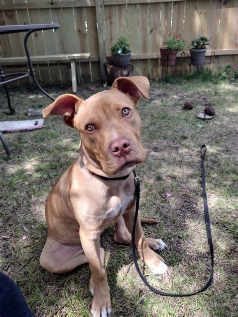 Dog For Adoption Toby A American Pit Bull Terrier In Chicago Il