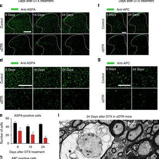 Analysis of spinal expression of oligodendrocyte markers and ...