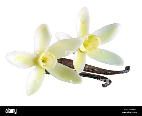 Vanilla Flowers With Pods Stock Photo Royalty Free Image 26612993 Alamy