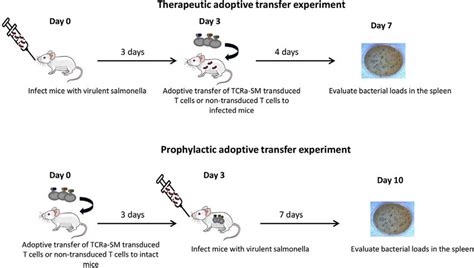 Schemes Of The Adoptive Transfer Experiments Download Scientific Diagram