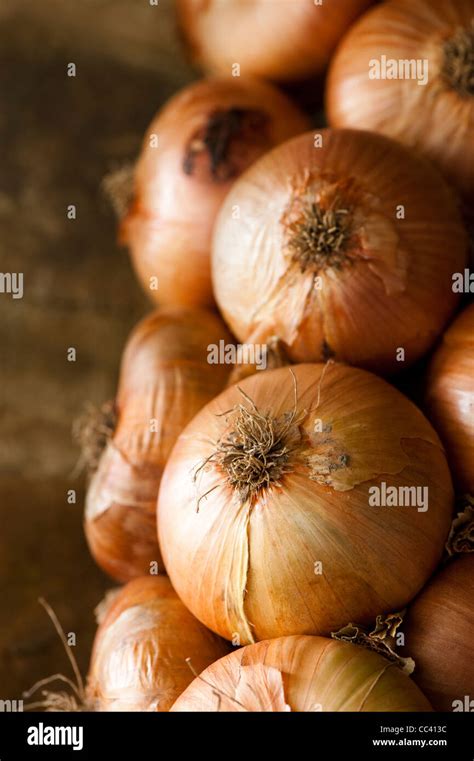 Cebollas Comestibles Allium Cepa Fotograf As E Im Genes De Alta