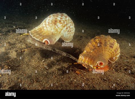 Eastern Atlantic Galicia Spain Triton´s Horn Devouring Common