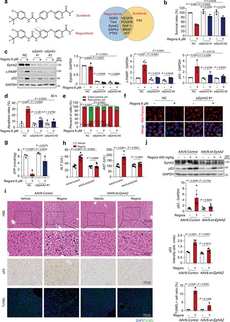 Epha Is The Key Target Of Regorafenib Induced Liver Injury A