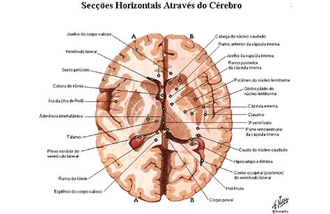 Telencéfalo Anatomia papel e caneta