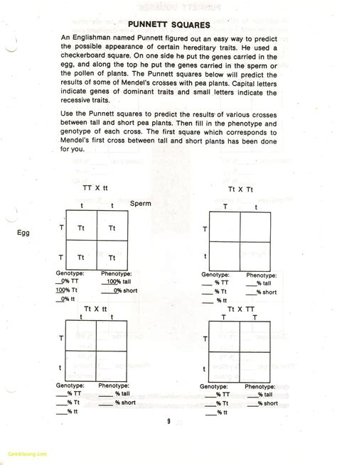 Photosynthesis Worksheet High School High School Biology Synthesis