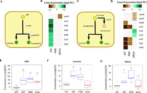 Integrated Transcriptomics And Metabolomics Analysis At Pep And