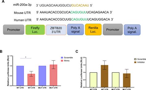 Short Chain Fatty Acids Abrogate Japanese Encephalitis Virus Induced