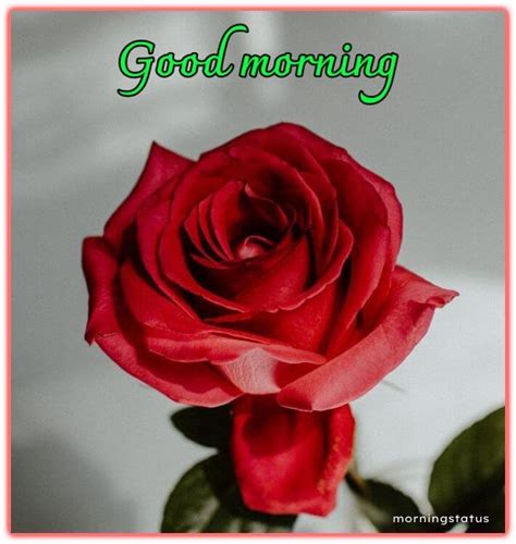 100+ Good Morning Red Rose Images - Beautiful Red Rose Flowers - Morning Pic