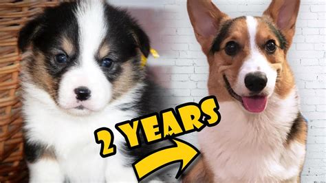 Corgi Puppy Vs Adult Dog Comparison Life After College Ep 474 Youtube