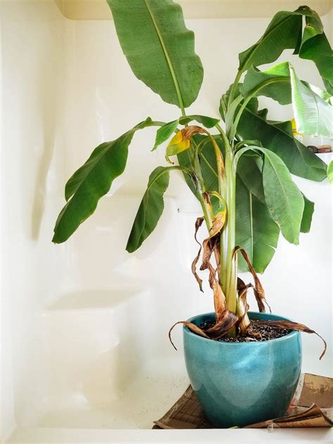 All the Jungle Feels: Grow Your Own Banana Plant (Indoors or Outdoors