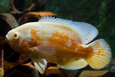 Adult Tiger Oscar Big And Very Aggressive Freshwater Cichlid Cute