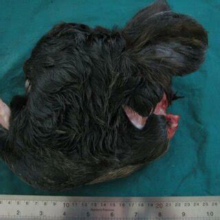 Synophthalmia (arrow), arrhinia and protrusion of tongue. | Download ...