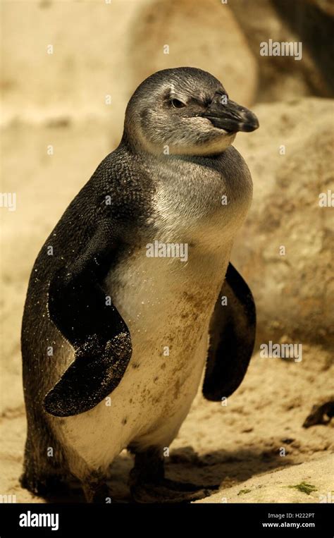 Blue Fairy Penguin Hi Res Stock Photography And Images Alamy