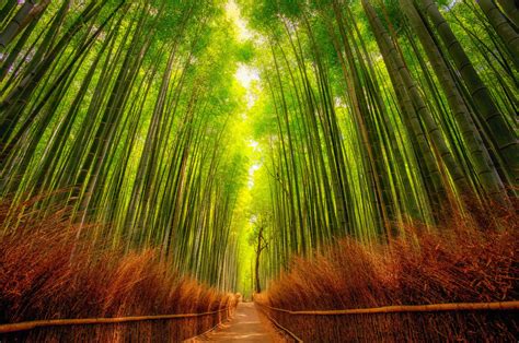 Bamboo Forest Discovered From Dream Afar New Tab Bamboo Forest