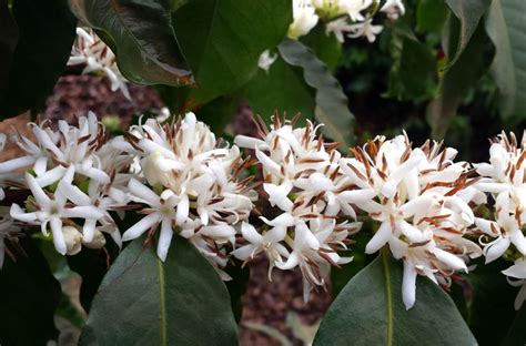 Цветы кофейного дерева. © pxhere.com