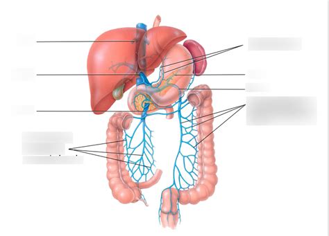 Figure Hepatic Portal Circulation Diagram Quizlet