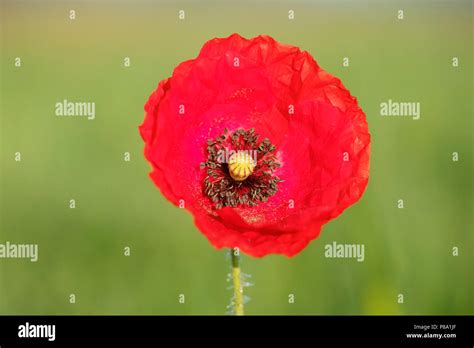 Corn Poppy Hi Res Stock Photography And Images Alamy