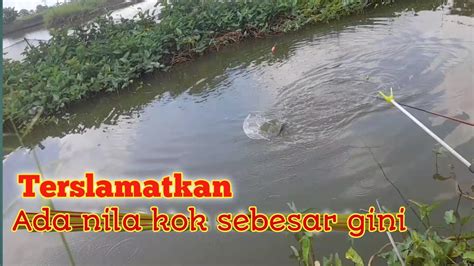 Terslamatkan Lagi Mancing Sebentar Dapat Nila Babon Dispot Baru YouTube