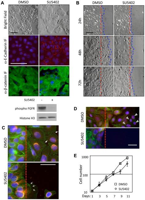 A Phenotypic Switch Of Sw Cells Upon Fgf Receptor Inhibition By