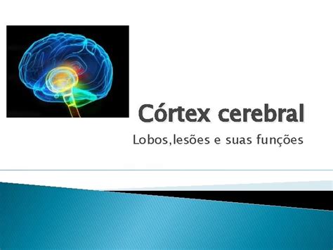 Crtex Cerebral Lobos Leses E Suas Funes Definio