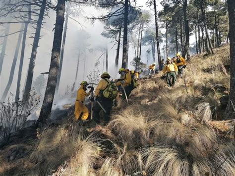 Controlan Combatientes De Probosque Incendio Forestal En El Cerro De