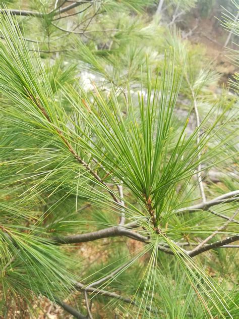 Pinus Strobus Eastern White Pine Lauren S Garden Service And Native Plant Nursery